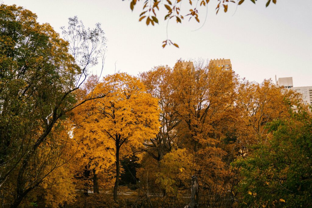 fall foliage in nyc park