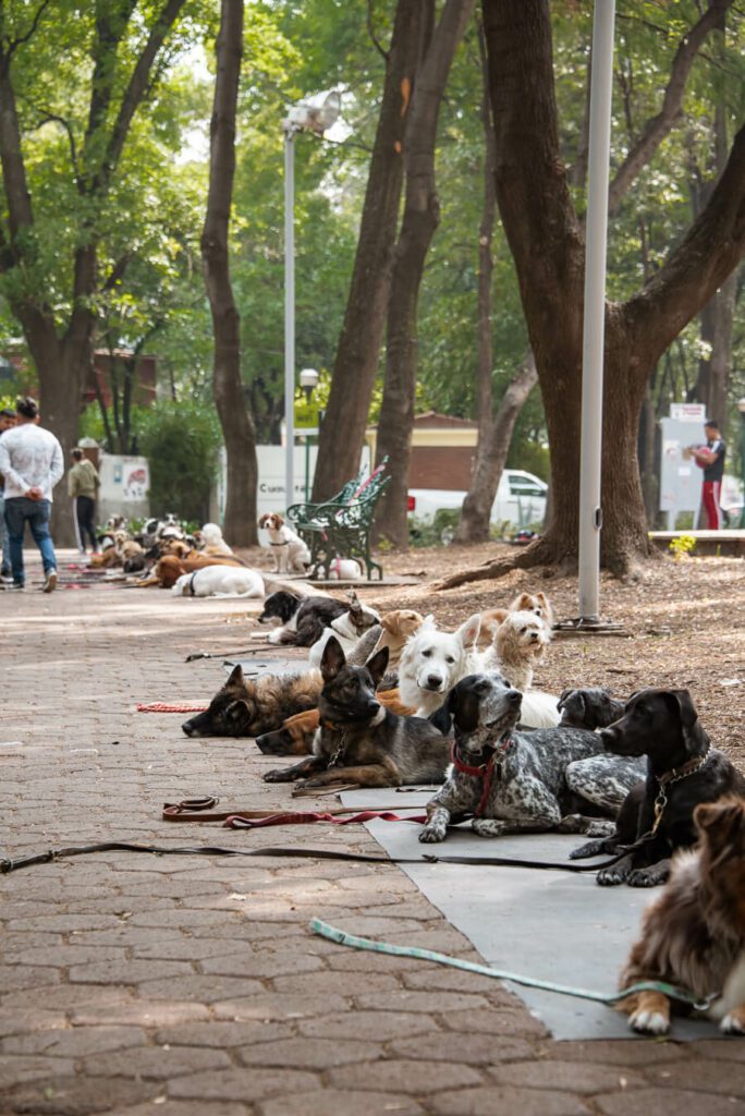 dogs with dog trainers in la condesa
