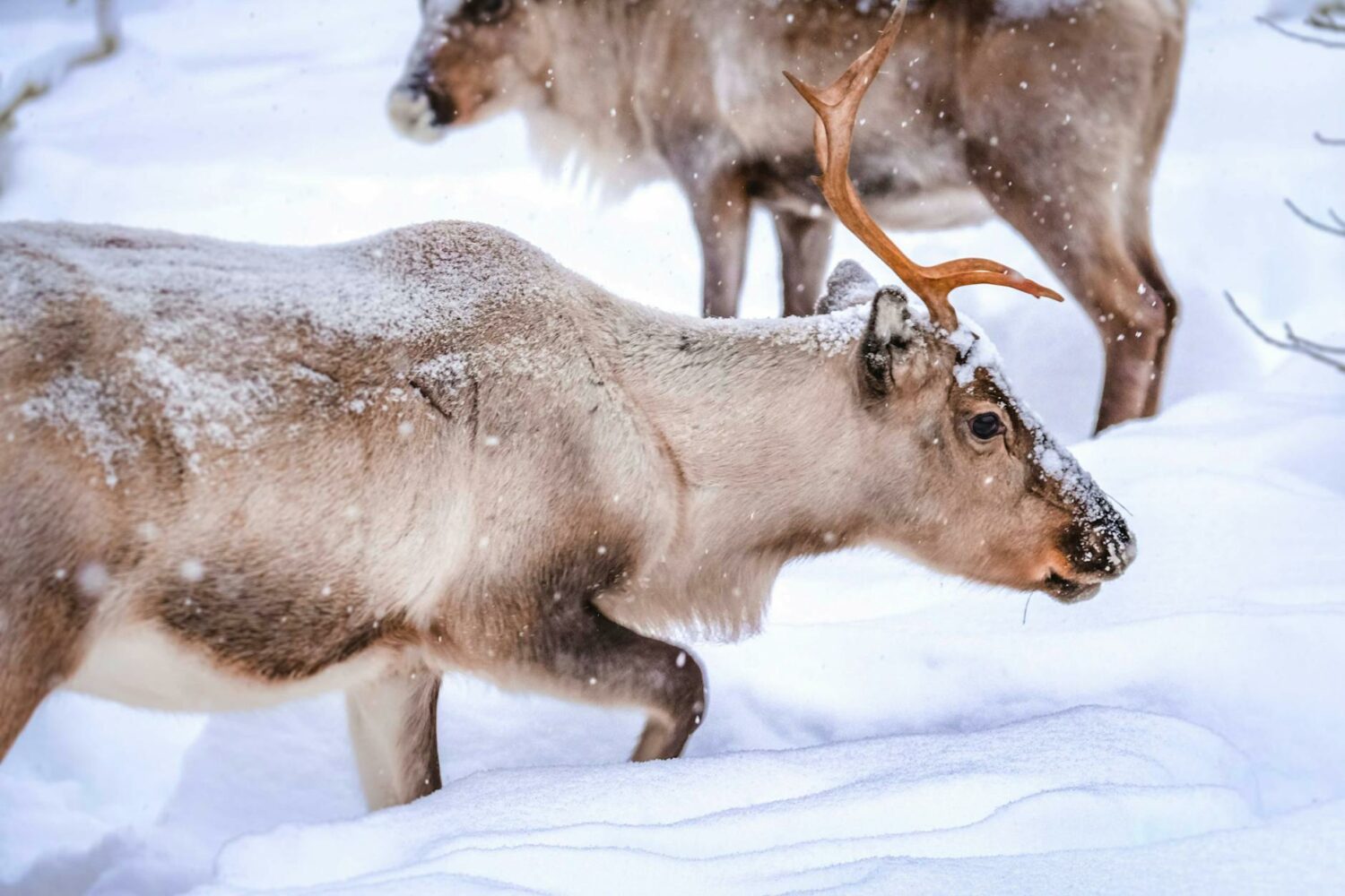 animal on snow covered ground